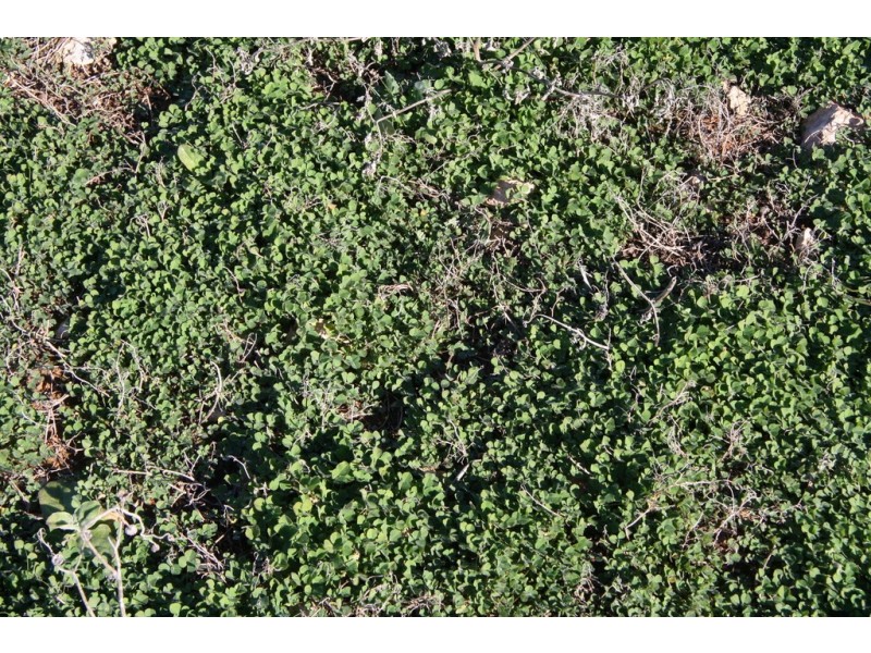 Section 50 Hundred of Allen, Alawoona SA 5311