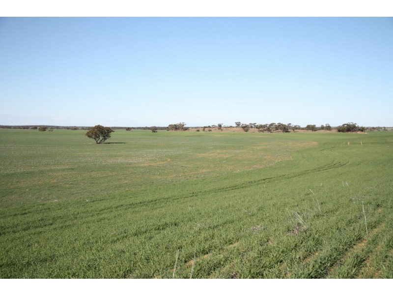 Section 50 Hundred of Allen, Alawoona SA 5311