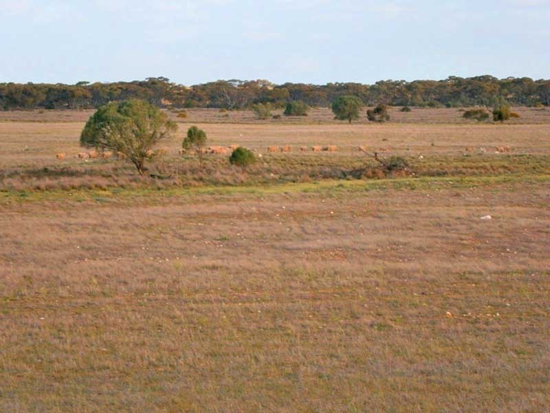 Lot 3 Naidia Road, Swan Reach SA 5354