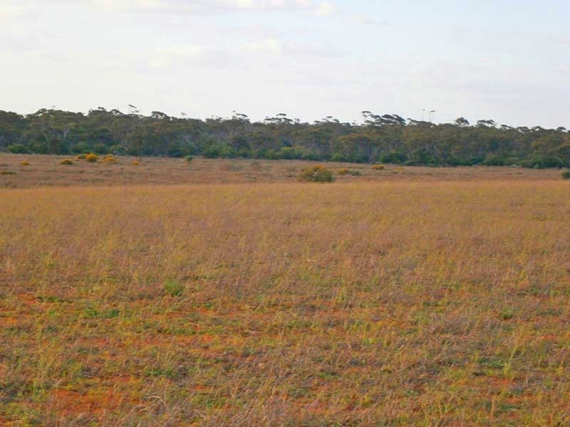 Lot 3 Naidia Road, Swan Reach SA 5354