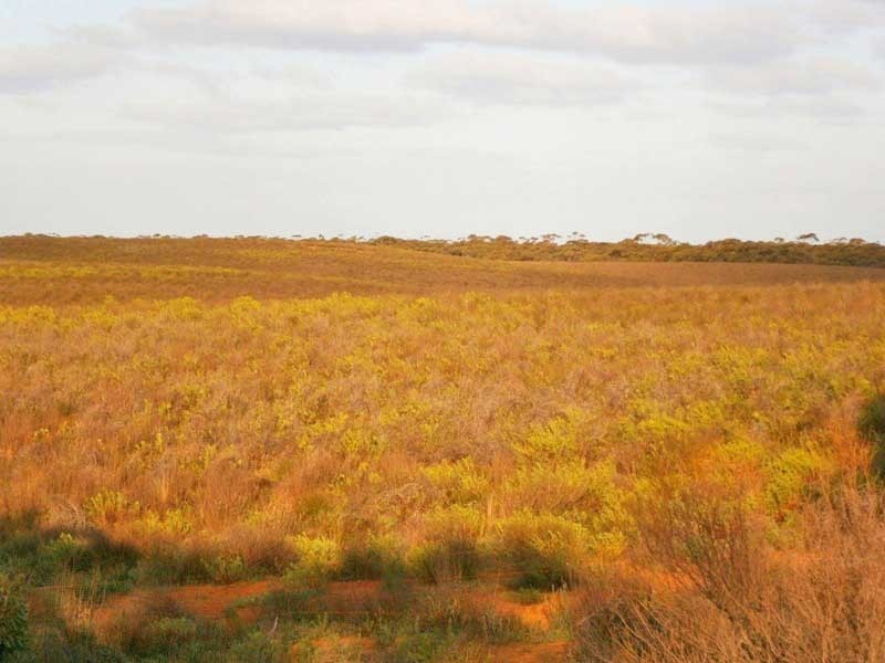 Lot 3 Naidia Road, Swan Reach SA 5354