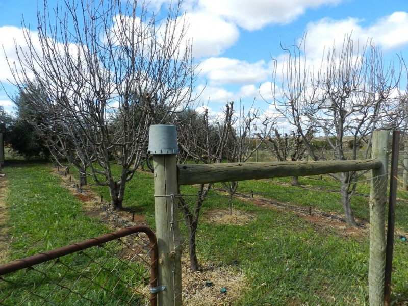 326 Gordon Road, Barmera SA 5345