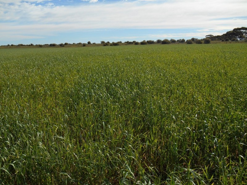 Various Secs Hundreds of Mantung, Mercunda and Bakara, Mercunda SA 5308