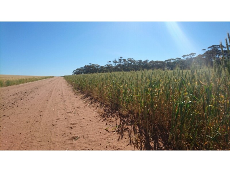 Various Secs Hundreds of Mantung, Mercunda and Bakara, Mercunda SA 5308