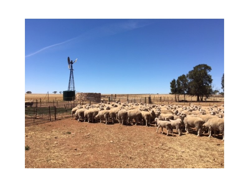 Various Secs Hundreds of Mantung, Mercunda and Bakara, Mercunda SA 5308