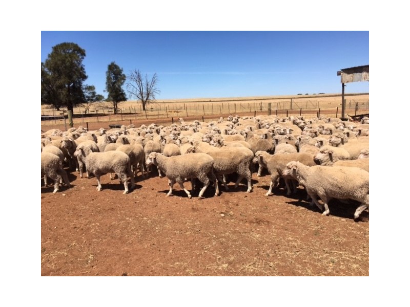 Various Secs Hundreds of Mantung, Mercunda and Bakara, Mercunda SA 5308