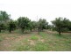 46 Twenty Fourth Street, Renmark SA 5341