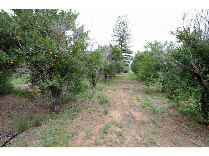 46 Twenty Fourth Street, Renmark SA 5341