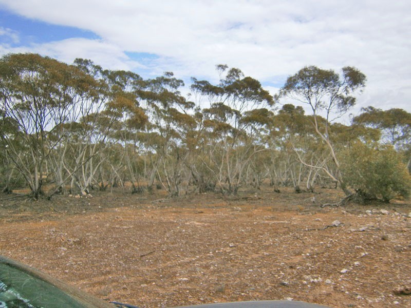 Allotments 2 and 3 Bruns Terrace, Waikerie SA 5330