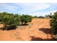 245 Arumpo Street, Renmark SA 5341