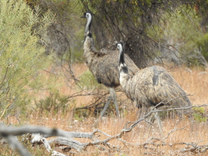 Lot 132 Old Coach Road, Blanchetown SA 5357