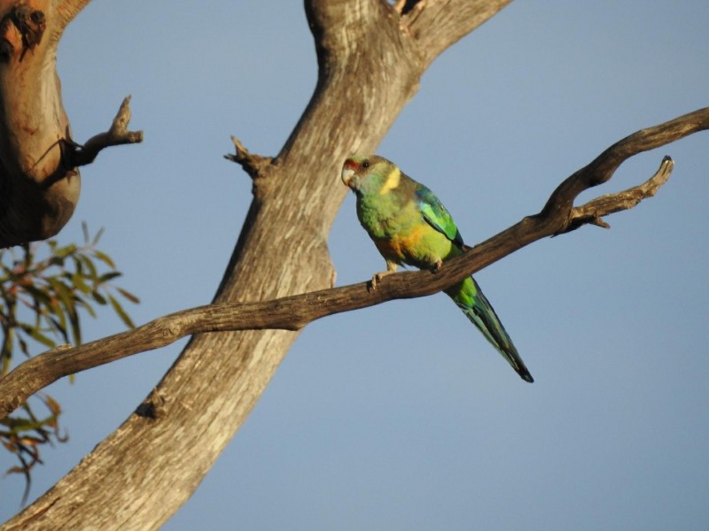 Lot 132 Old Coach Road, Blanchetown SA 5357