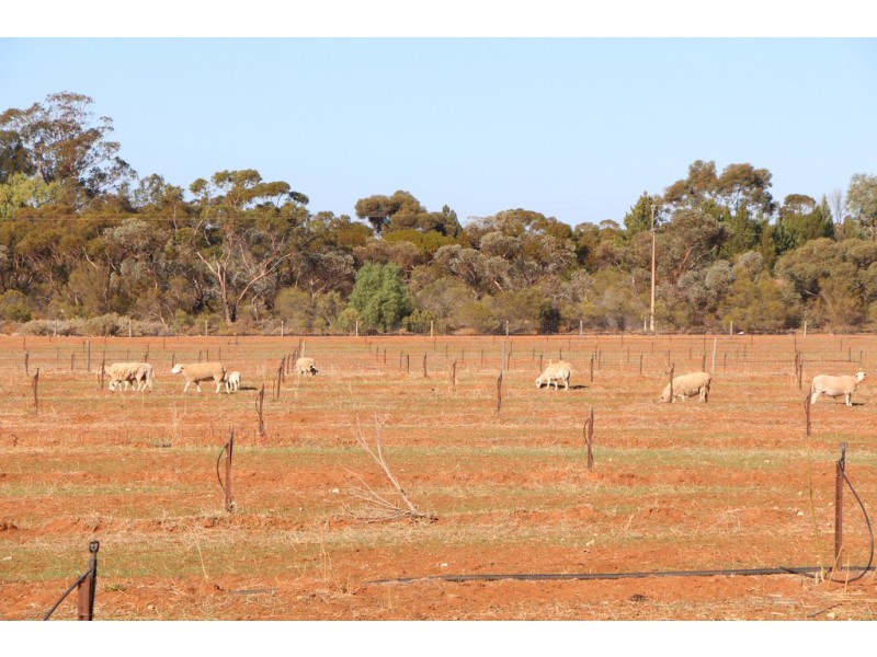 Lot 51 Government Road, Renmark SA 5341