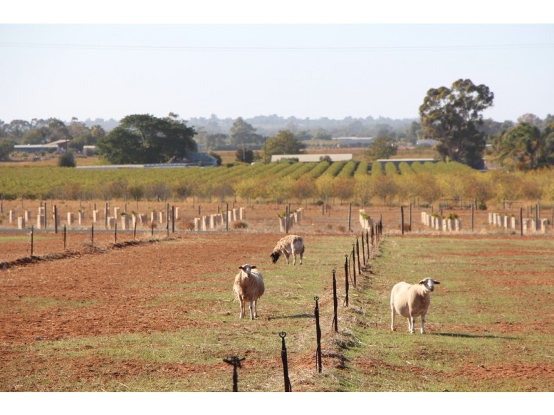 Lot 51 Government Road, Renmark SA 5341