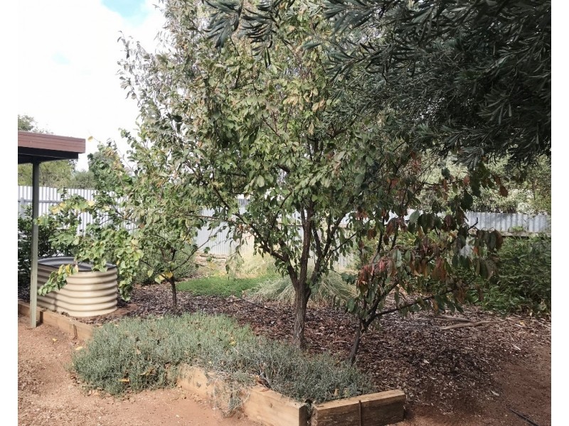 15 Coral Street, Loxton SA 5333