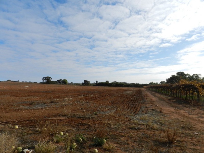 278 Kingston Road, Moorook SA 5332