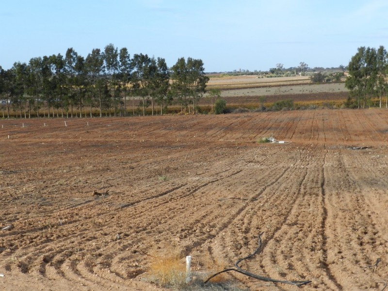 278 Kingston Road, Moorook SA 5332