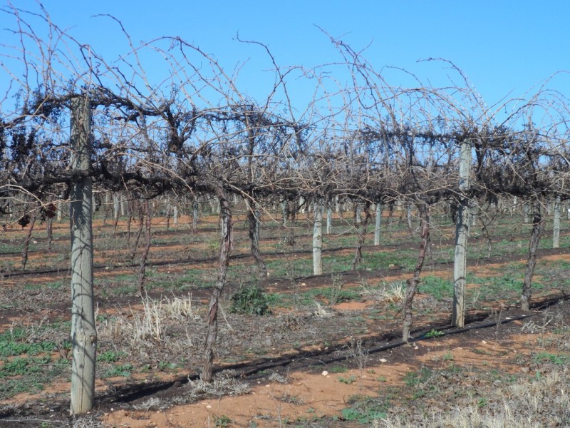 Sec 524 Edwards and Balfour Ogilvy Roads, Loxton SA 5333