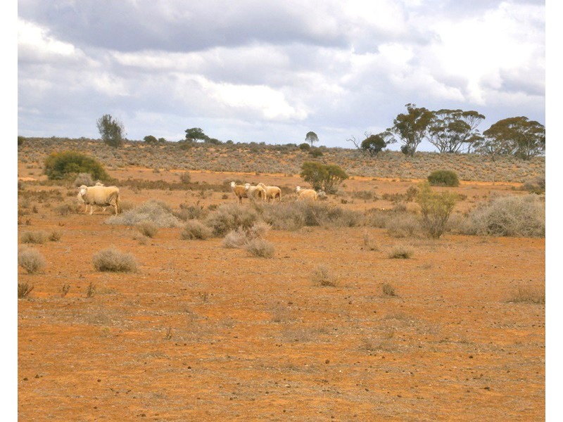 Section 416, Eba Vale Road, Morgan SA 5320