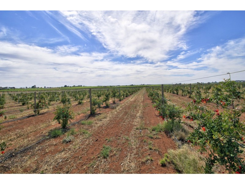 402 Balfour Ogilvy Avenue, Loxton SA 5333