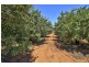 28 Gosse Avenue, Loxton SA 5333