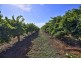 3012 Kingston Road, Loxton SA 5333