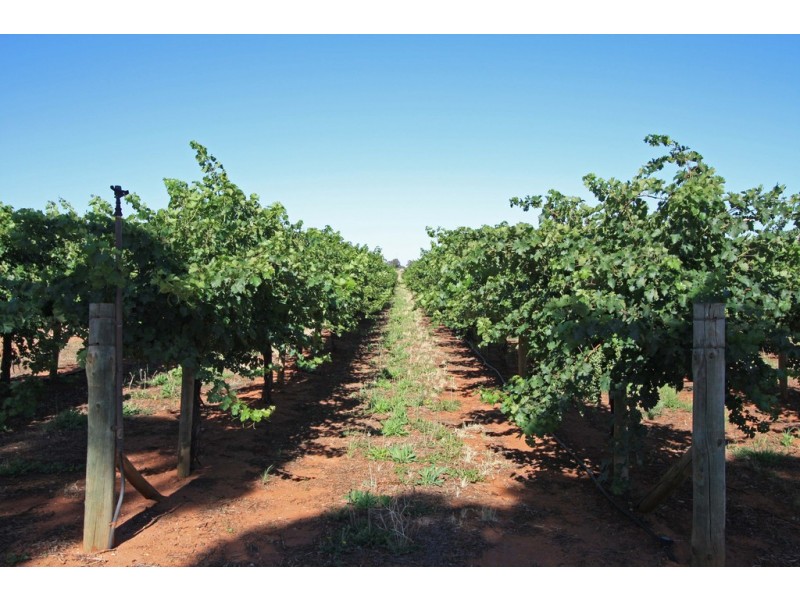 Lot 4 Kingsbury Road, Loxton SA 5333