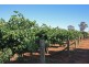 Lot 4 Kingsbury Road, Loxton SA 5333