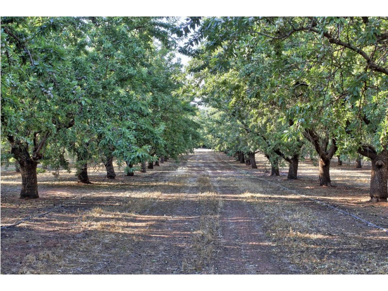 Lots 51 and 52 Newton Road, Loxton SA 5333