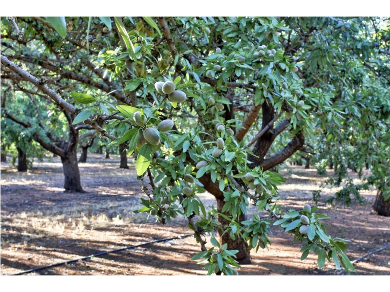 Lots 51 and 52 Newton Road, Loxton SA 5333