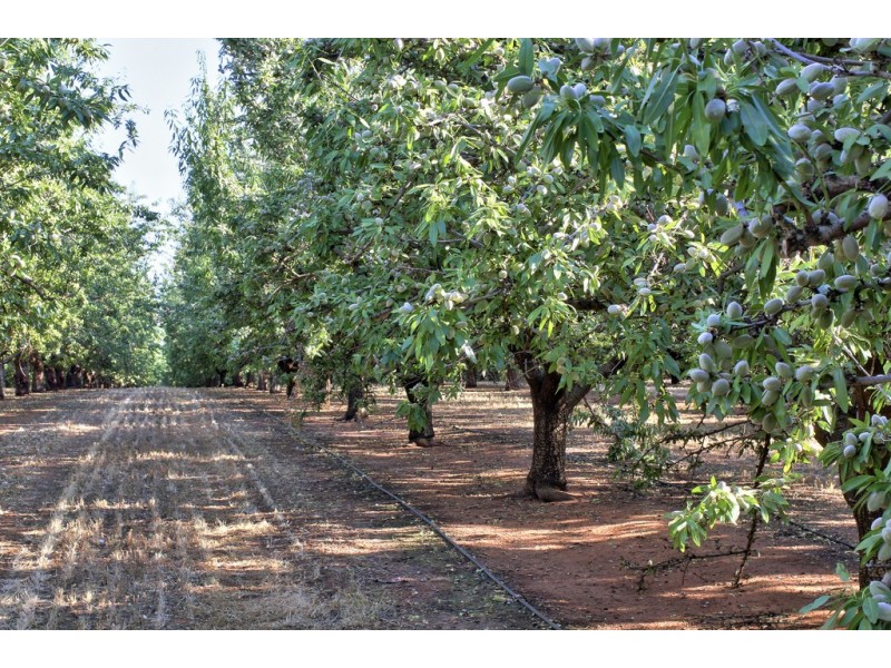 Lots 51 and 52 Newton Road, Loxton SA 5333