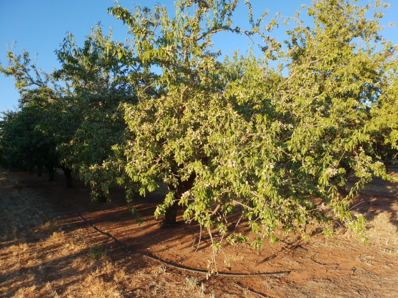 Lots 51 and 52 Newton Road, Loxton SA 5333