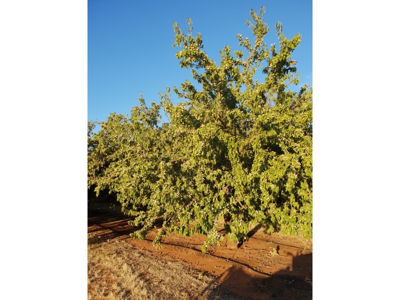 Lots 51 and 52 Newton Road, Loxton SA 5333