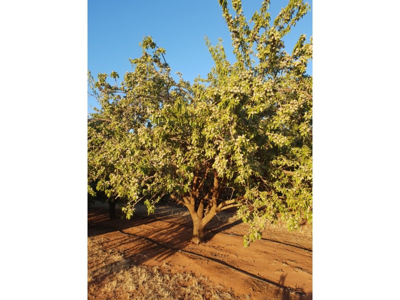 Lots 51 and 52 Newton Road, Loxton SA 5333