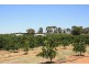 Sect 814 Middleton Road, Loxton SA 5333