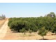Sect 814 Middleton Road, Loxton SA 5333