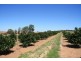 Sect 814 Middleton Road, Loxton SA 5333