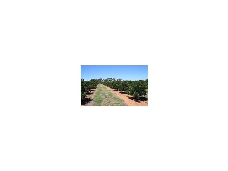 Sect 814 Middleton Road, Loxton SA 5333