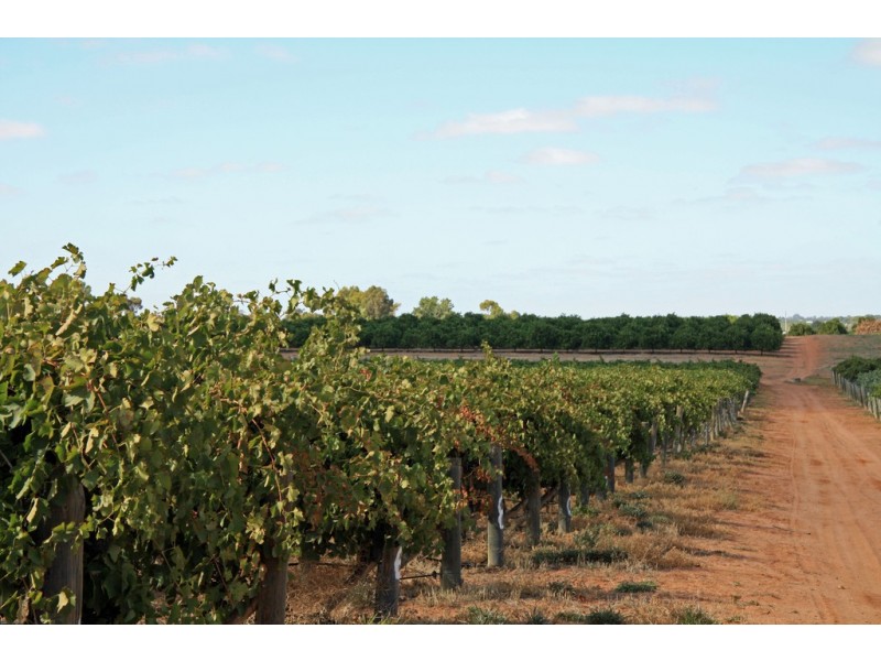 Lot 11 Anderson Road, Loxton SA 5333