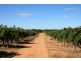 Lot 11 Anderson Road, Loxton SA 5333