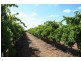 Lot 11 Anderson Road, Loxton SA 5333