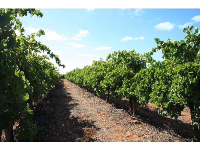Lot 11 Anderson Road, Loxton SA 5333