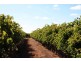 Lot 11 Anderson Road, Loxton SA 5333
