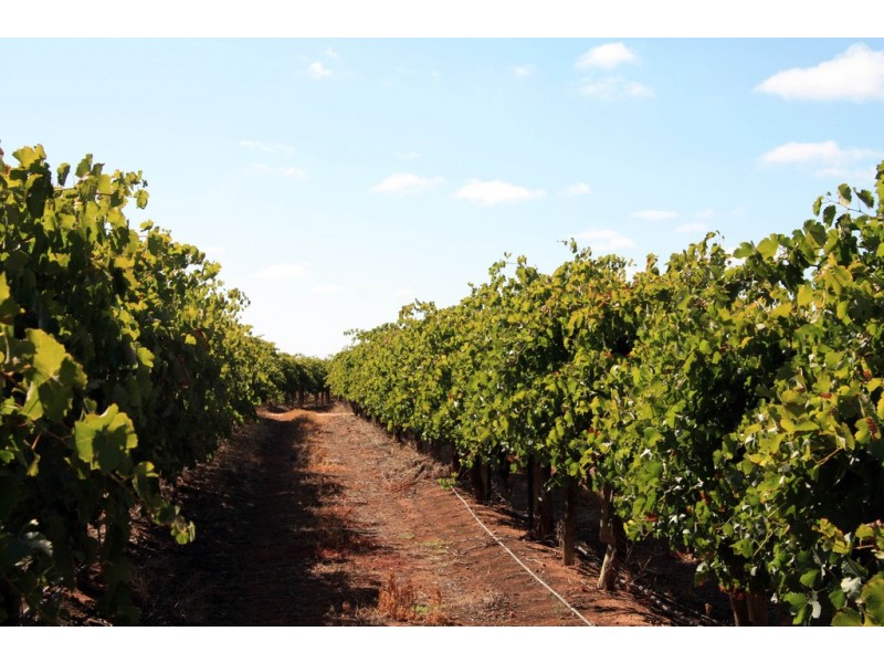 Lot 11 Anderson Road, Loxton SA 5333