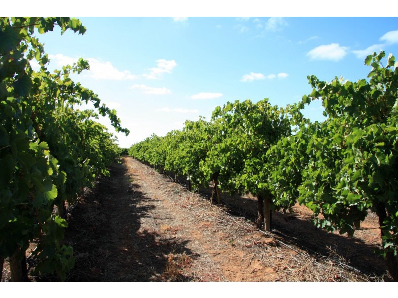 Lot 11 Anderson Road, Loxton SA 5333