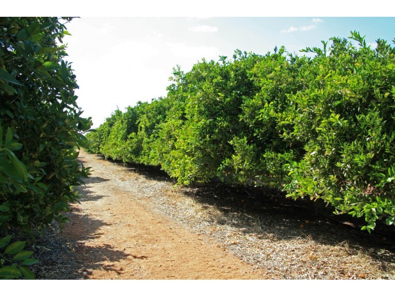 Lot 11 Anderson Road, Loxton SA 5333