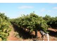 Lot 11 Anderson Road, Loxton SA 5333