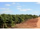 Lot 11 Anderson Road, Loxton SA 5333