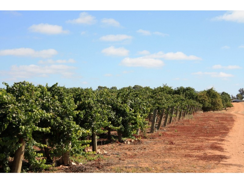 Lot 11 Anderson Road, Loxton SA 5333