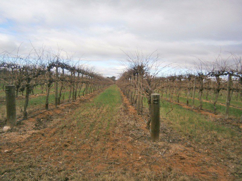 149 Vasey Road, Waikerie SA 5330